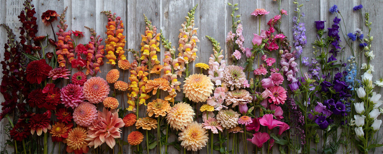 An overhead of assorted flowers