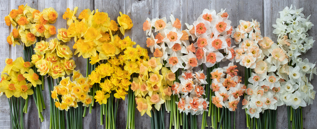 An overhead of bunches of narcissus