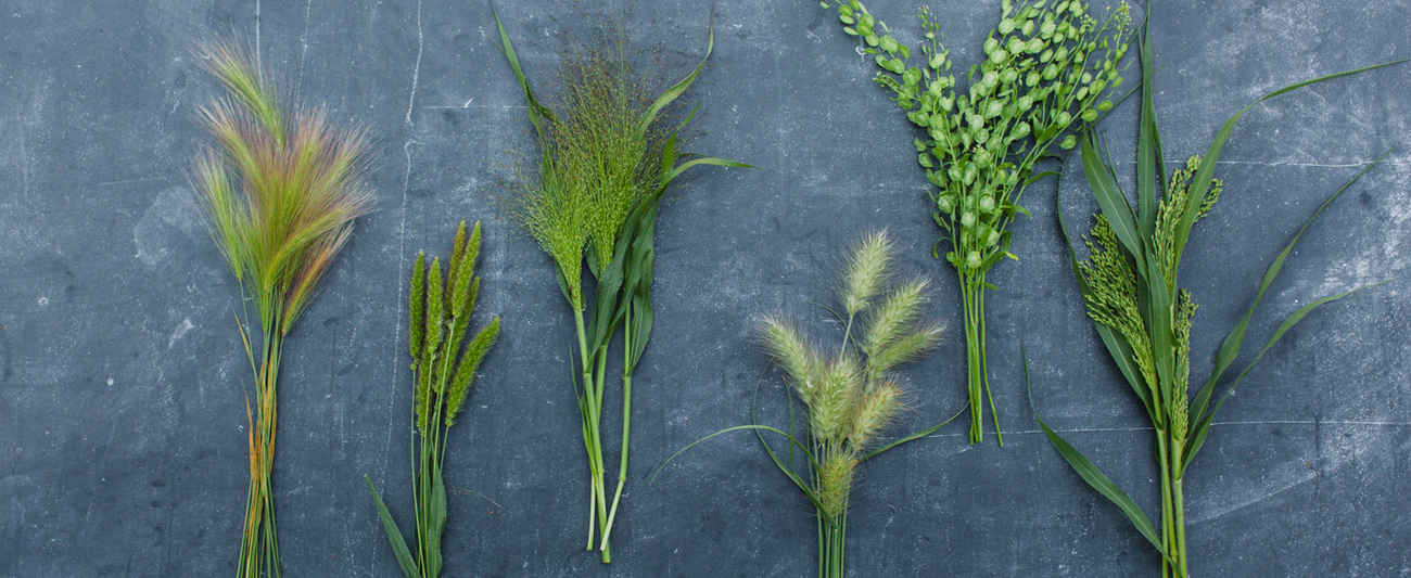 An overhead of Grasses & Pods