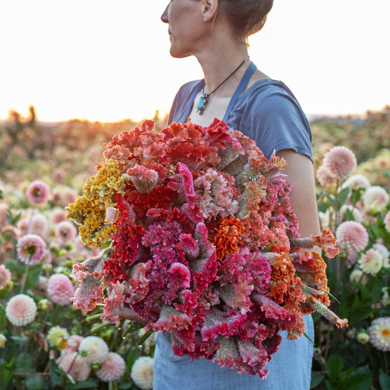 Celosia Coral Reef – Floret Library