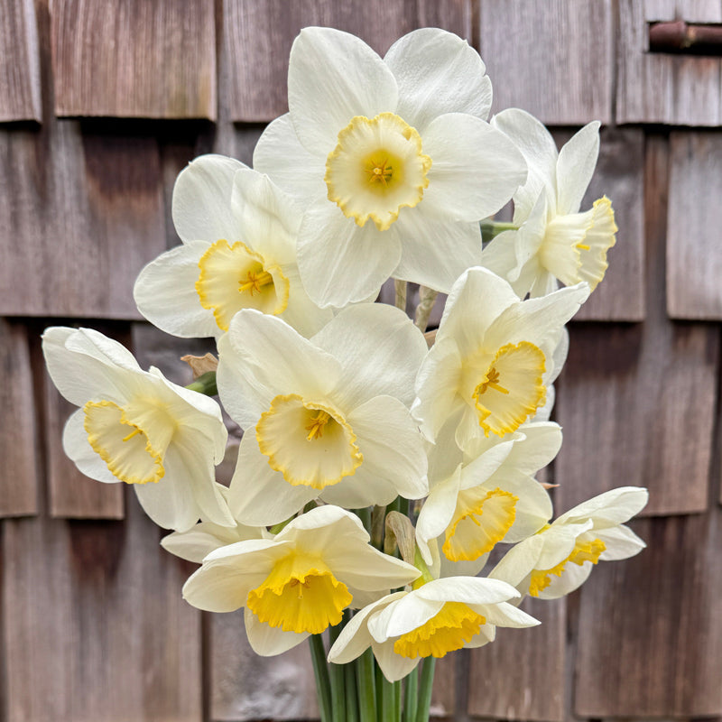 Narcissus Frosty Snow – Floret Library