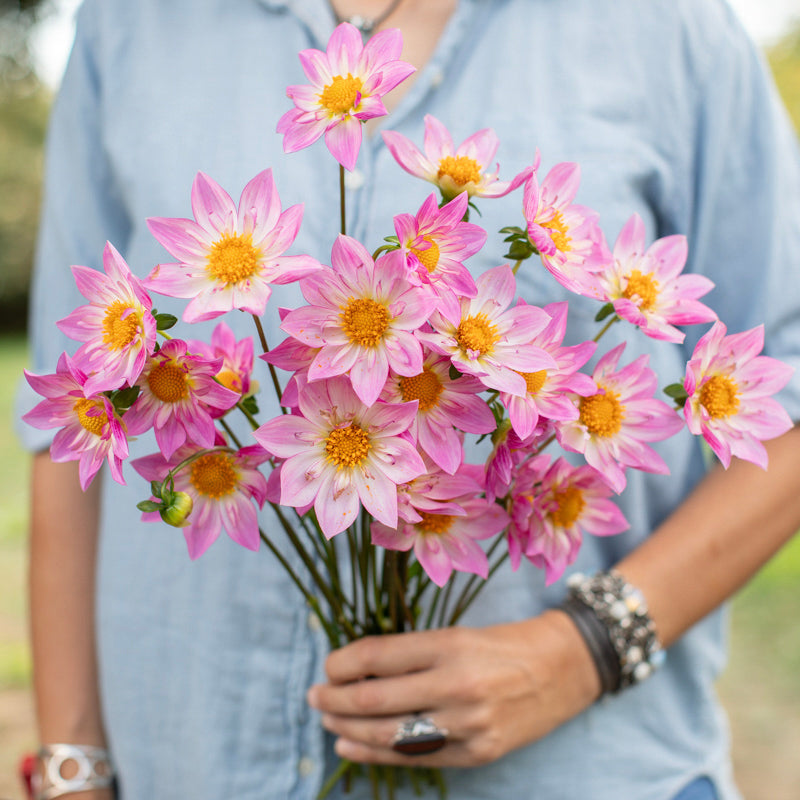 Dahlia Alpen Diamond – Floret Library