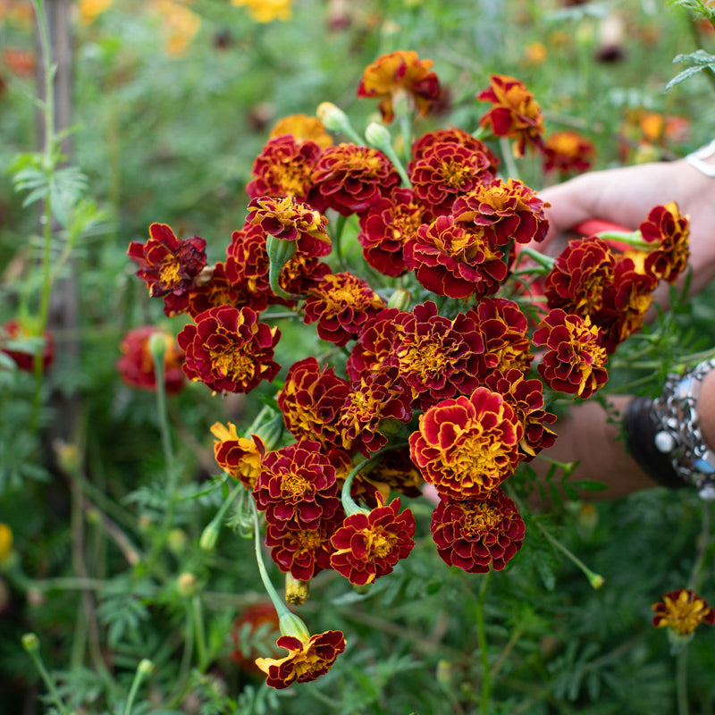 Marigold Burgundy Bliss – Floret Library