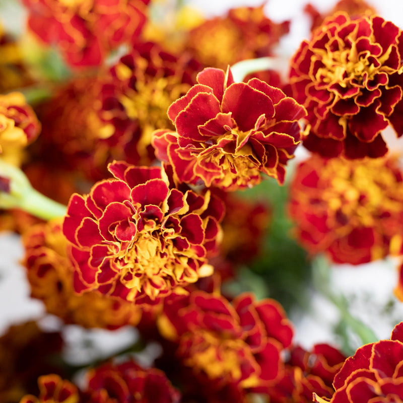 Marigold Burgundy Bliss – Floret Library