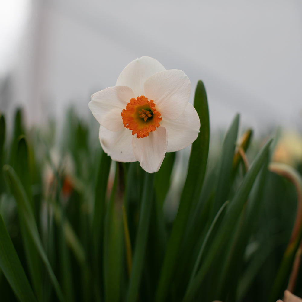 Floret-library-narcissus-