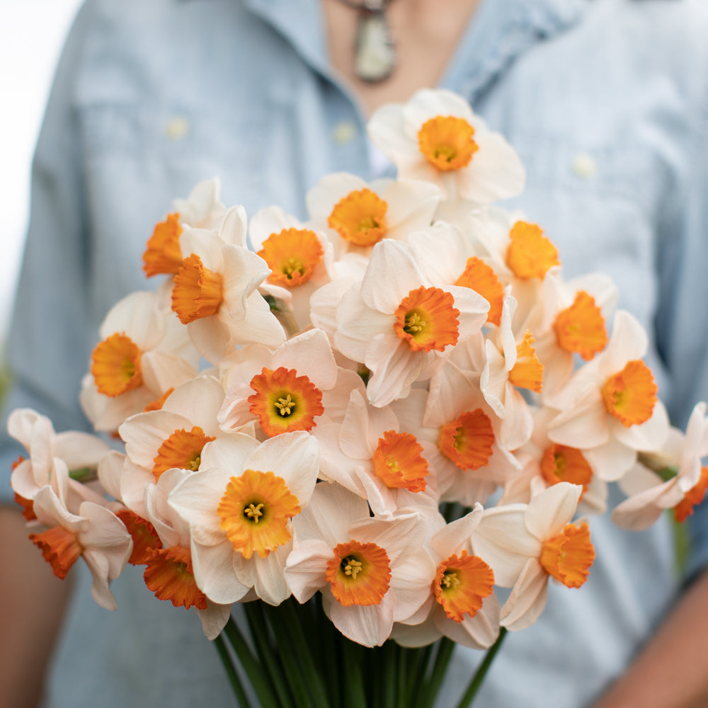 Floret-library-narcissus-