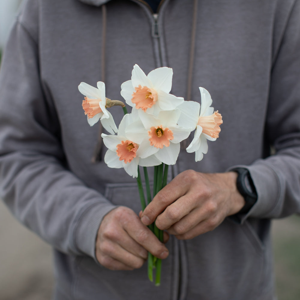 Floret-library-narcissus-