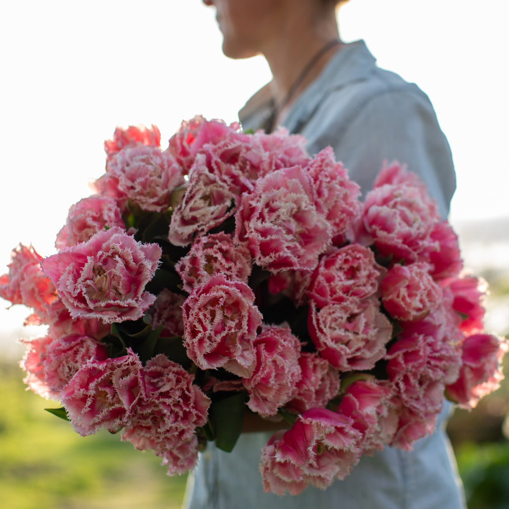 Tulip Queensland – Floret Library