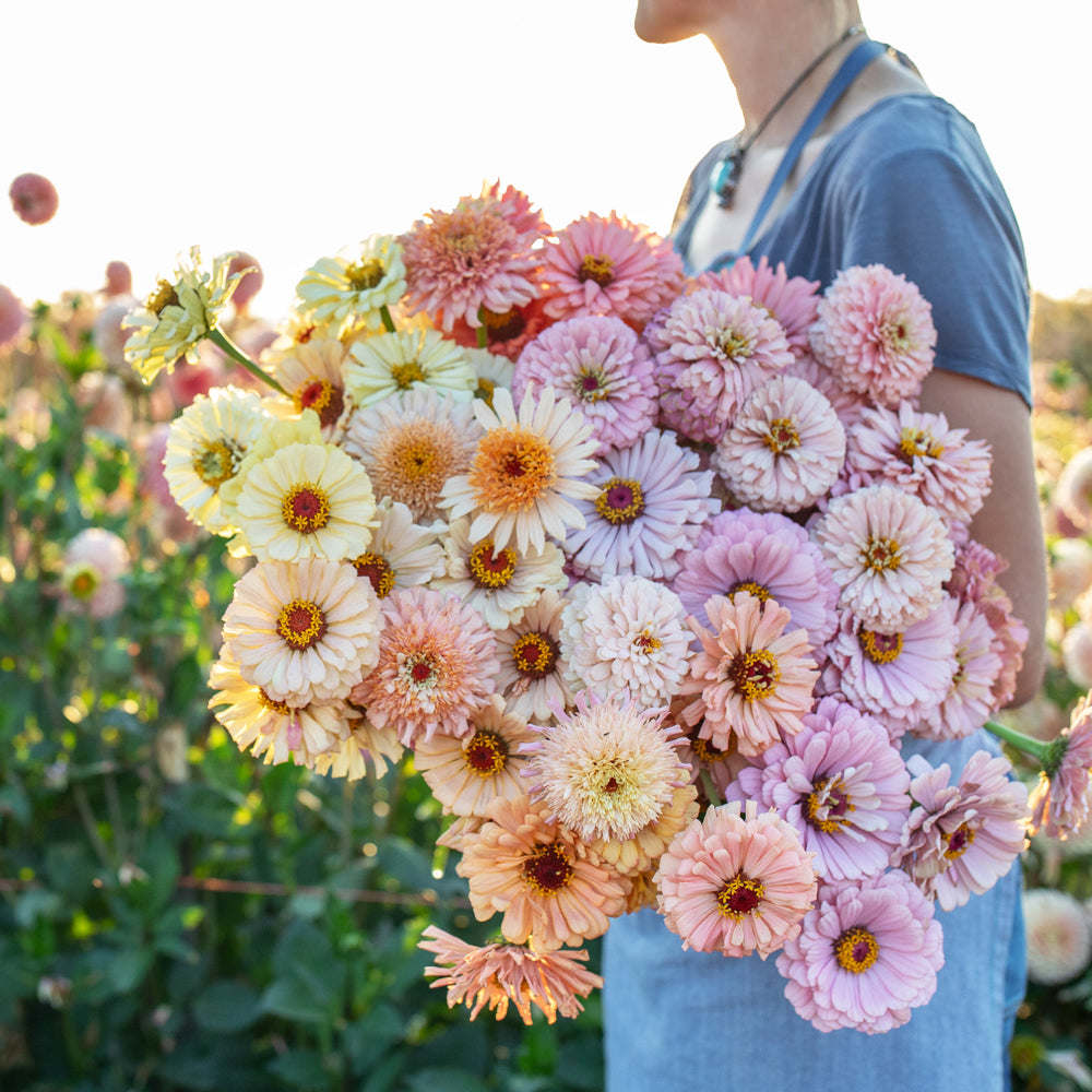 Floret-zinnia-dawn-creek-