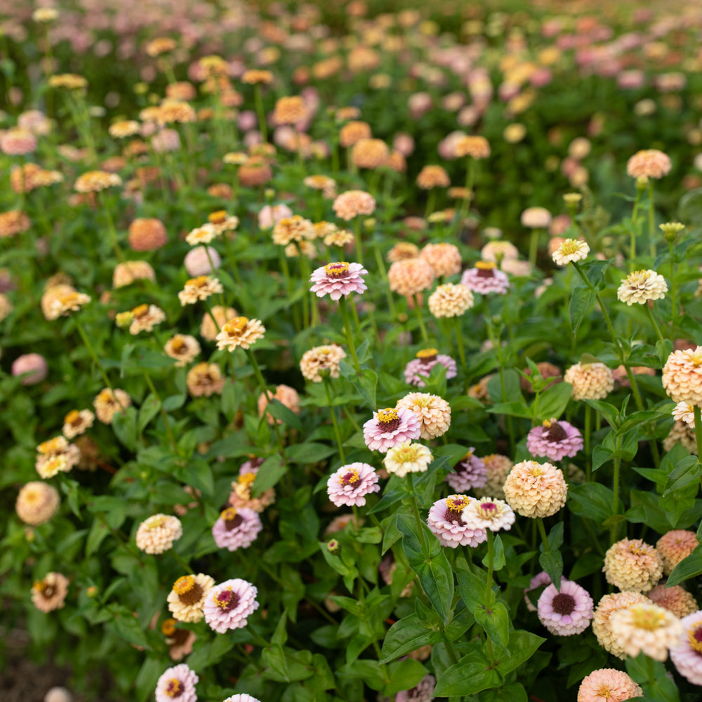 Zinnia Little Flower Girl – Floret Flower Farm