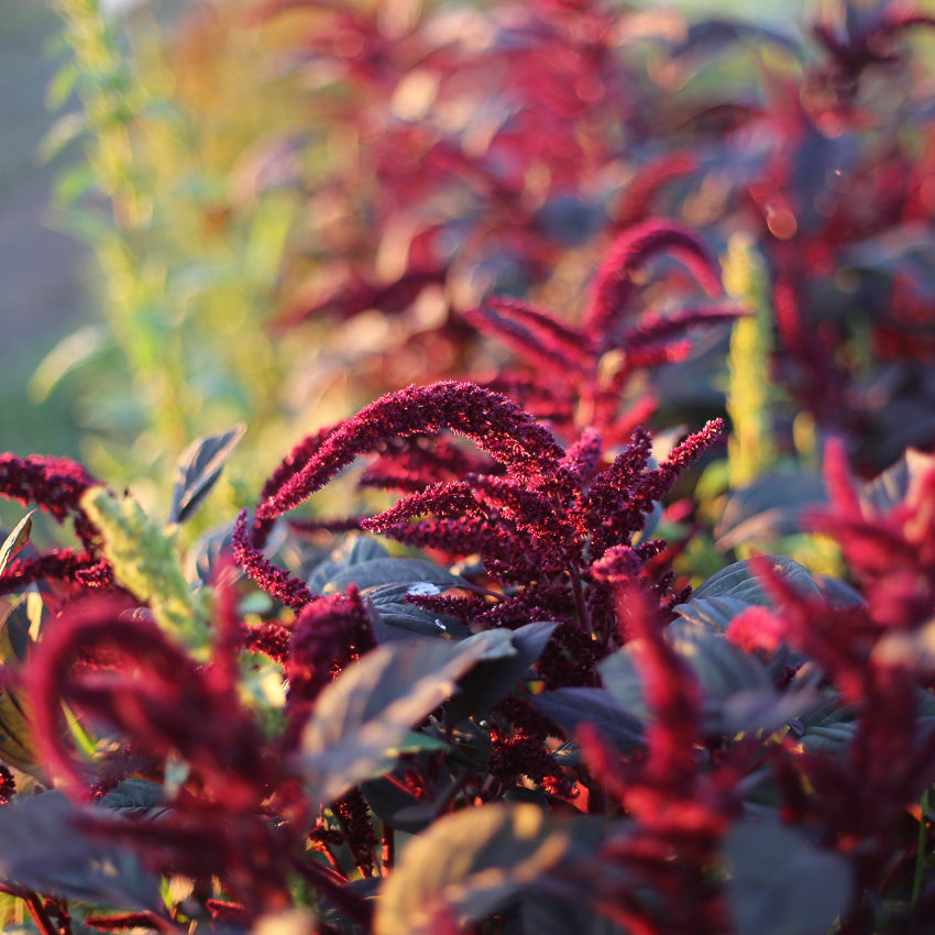 Amaranth Opopeo – Floret Library