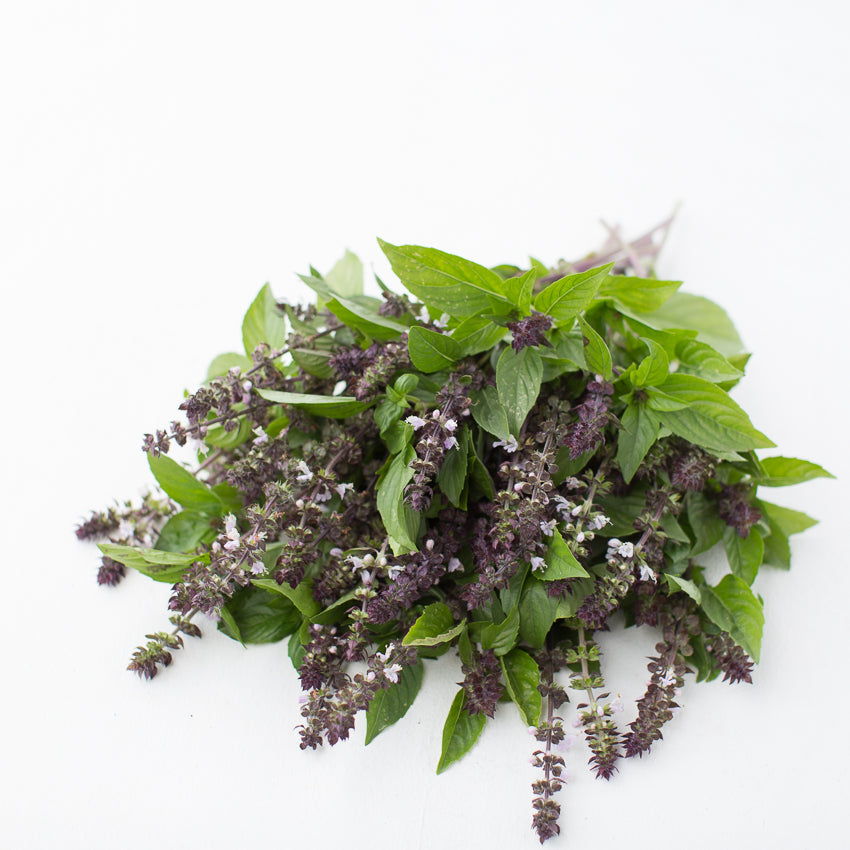 cinnamon basil plants Basil Cinnamon – Floret Library