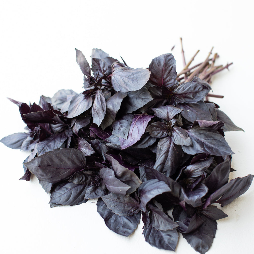 Basil Dark Opal Floret Library