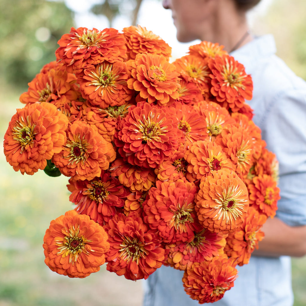 giant zinnia plants Zinnia Benary's Giant Orange – Floret Library
