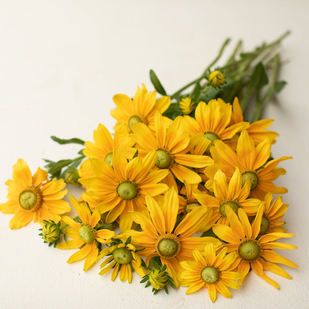 Black-eyed Susan Prairie Sun – Floret Library