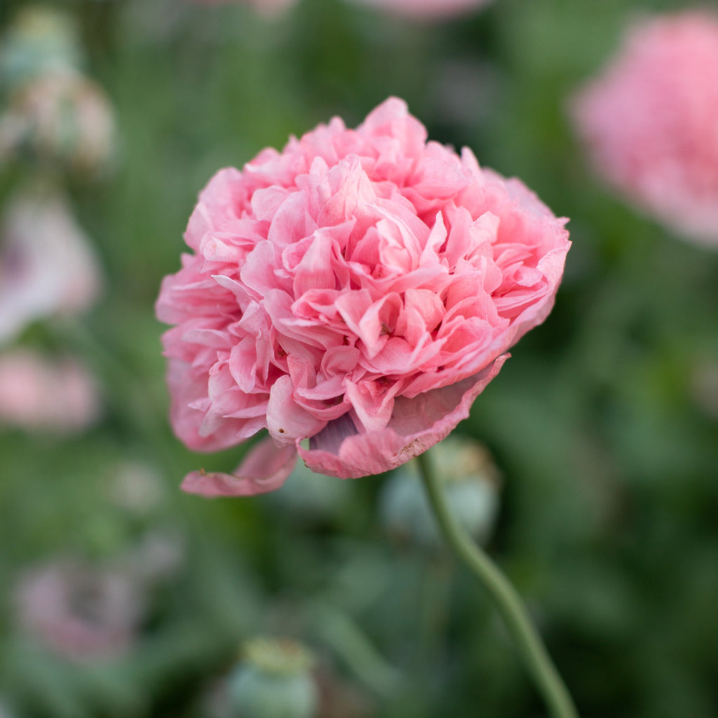 Breadseed Poppy Pink Peony – Floret Library