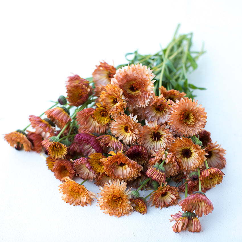 Calendula, (Pot marigold) Zeolights Seeds - Gulley Greenhouse