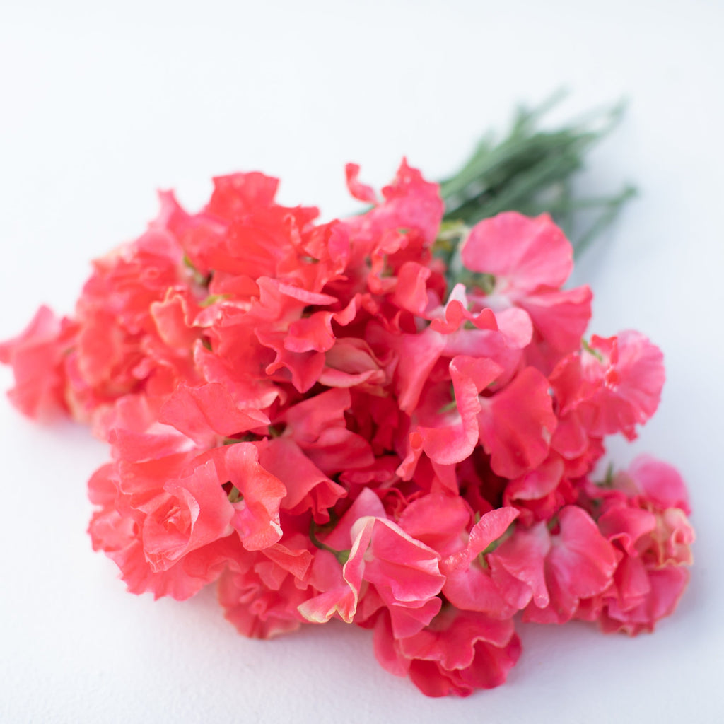 Sweet Pea Cheryl Rainey – Floret Library