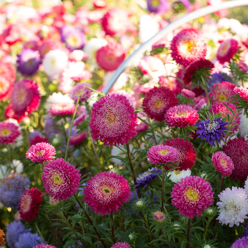 China Aster Matador Mix – Floret Library