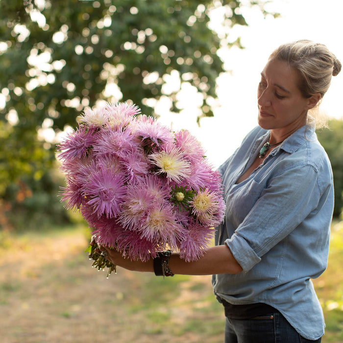 An armload of China Aster Valkyrie Pink