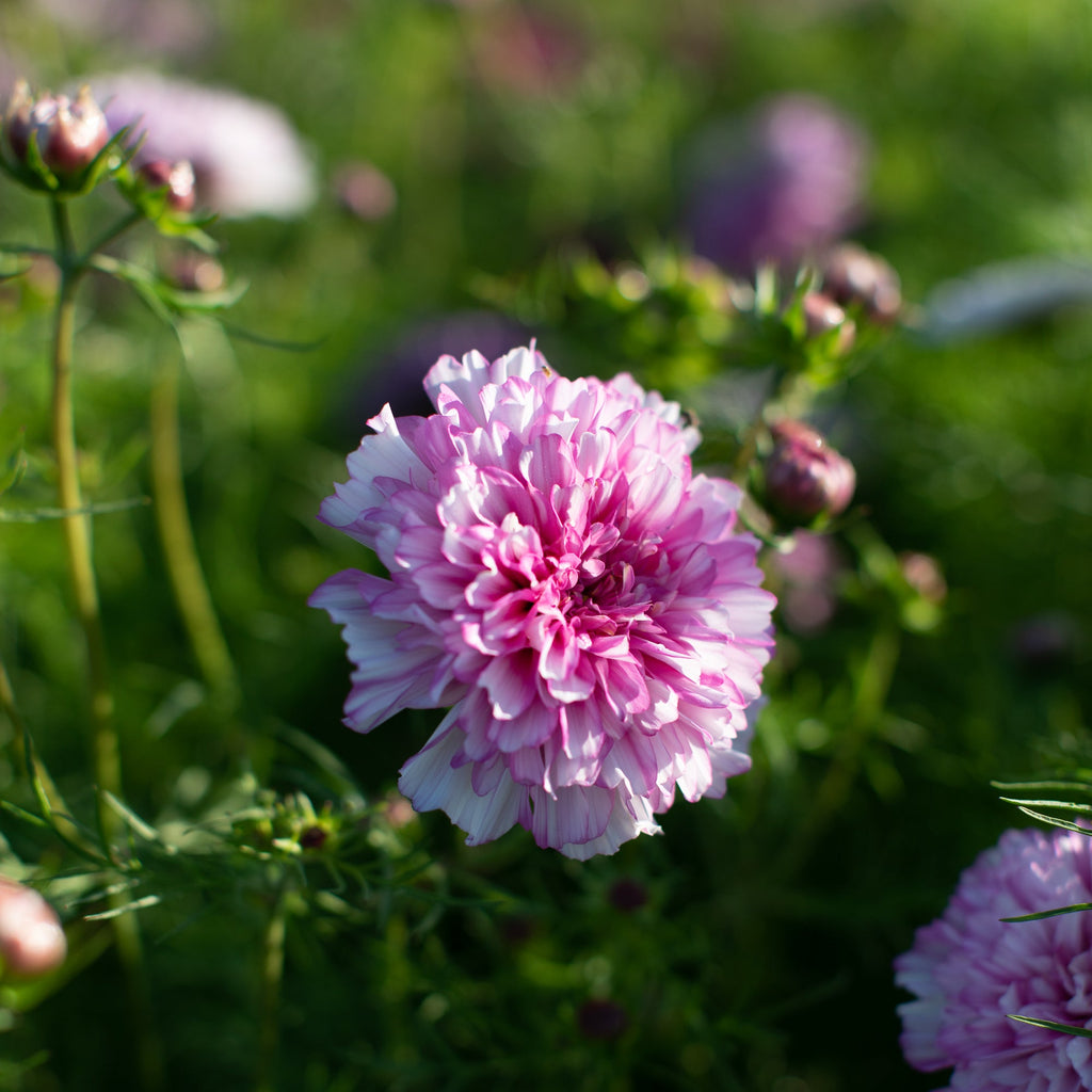Cosmos_Double_Click_BiColor_Ro