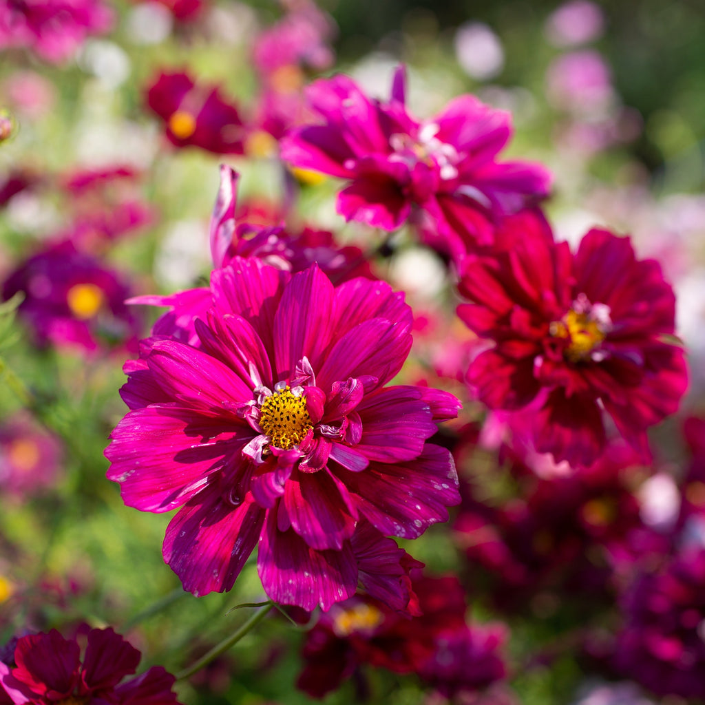 Cosmos Double Click Cranberries – Floret Library