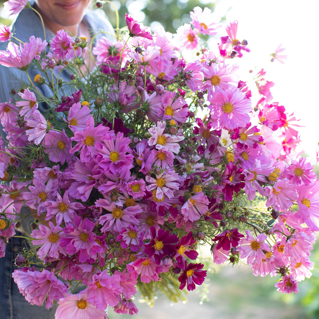 Cosmos Seashells Mix – Floret Library