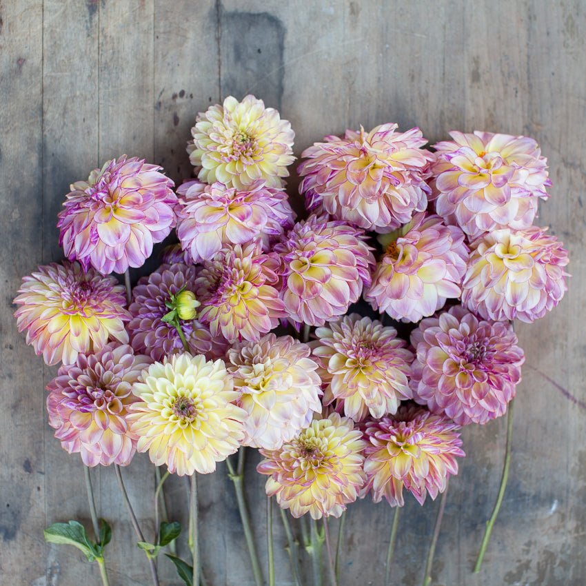 Dahlia Foxy Lady – Floret Library Dahlia Foxy Lady – Floret Library