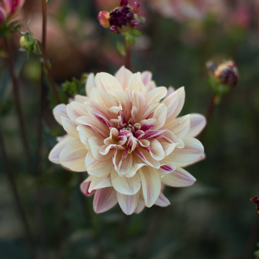 Dahlia Happy Butterfly – Floret Library display picture 1