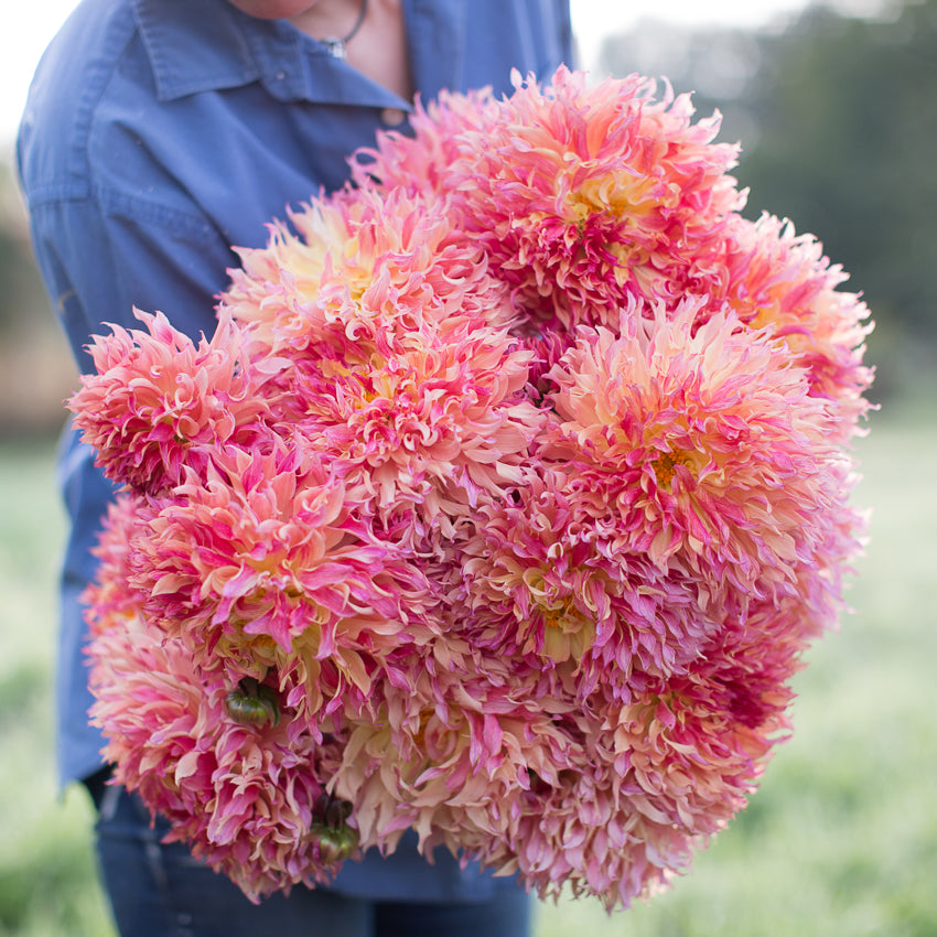 myrtle's folly dahlia seeds Dahlia Myrtle's Folly – Floret Library