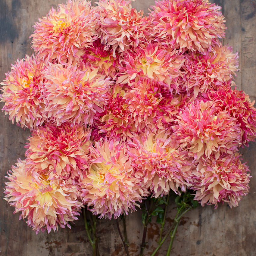 myrtle's folly dahlia seeds Dahlia Myrtle's Folly – Floret Library