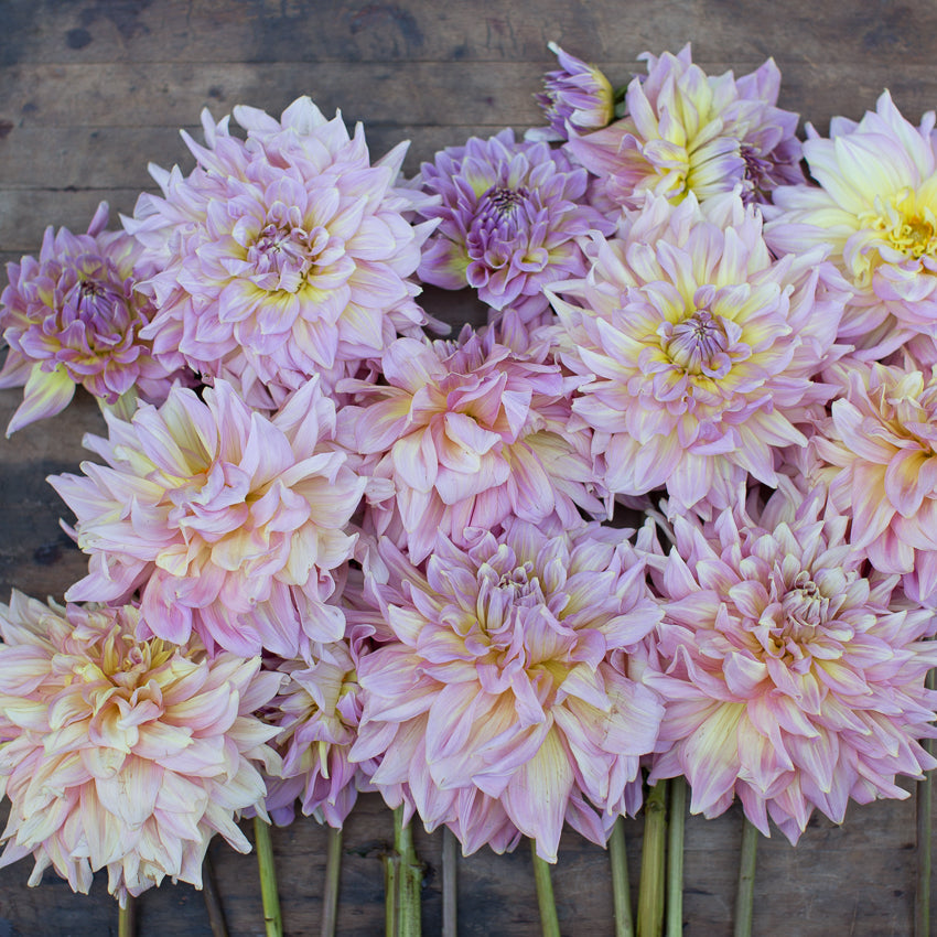 Dahlia Strawberry Ice – Floret Library