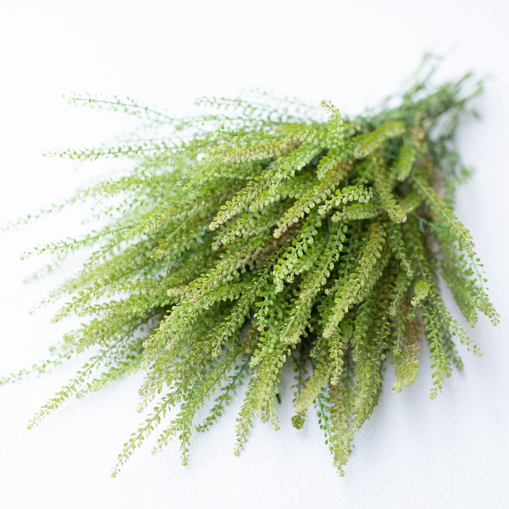 emerald rose seeds Cress Emerald Beads – Floret Library