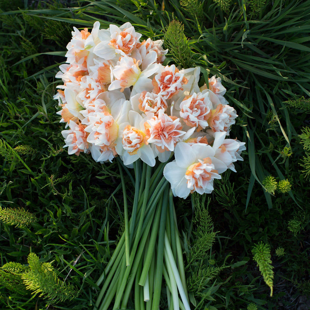 Narcissus Extravaganza – Floret Library