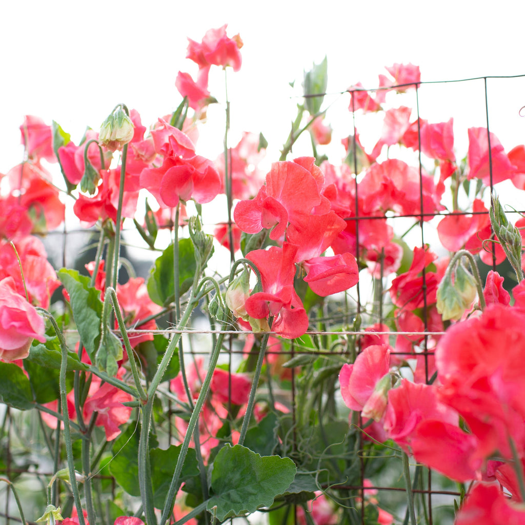 Sweet Pea Florencecourt – Floret Library