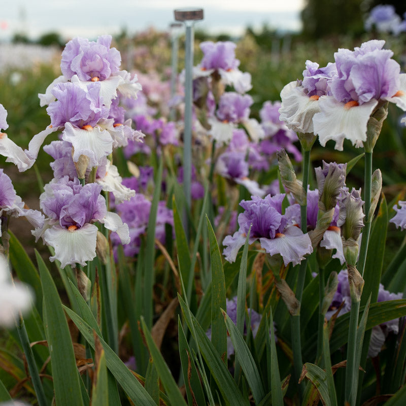 Iris Belgian Princess – Floret Library