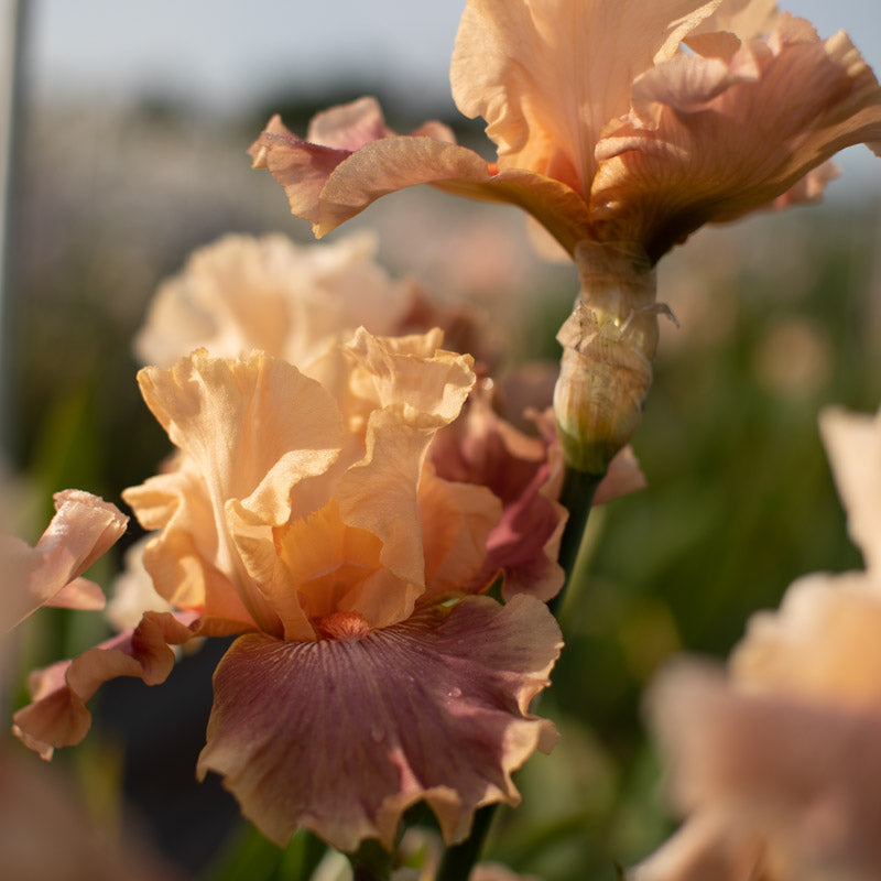 Iris Entitled – Floret Library