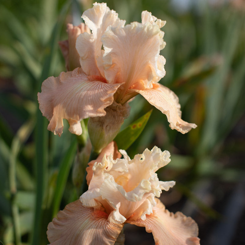 Floret-library-bearded-iris-