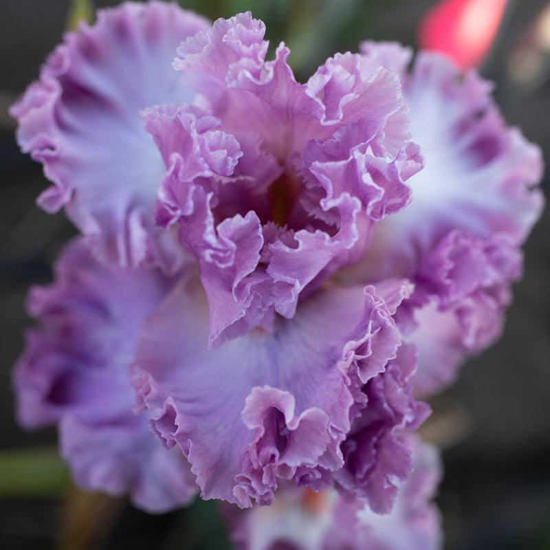 アイカツフレンズ　ブライトフラワー Iris Playacting – Floret Library