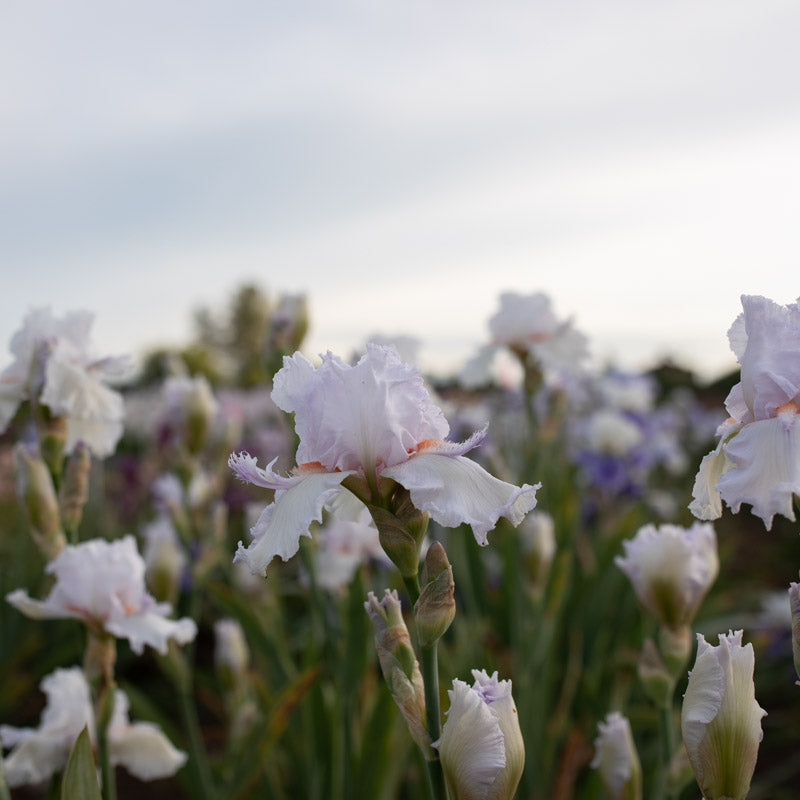 Iris Silver City – Floret Library