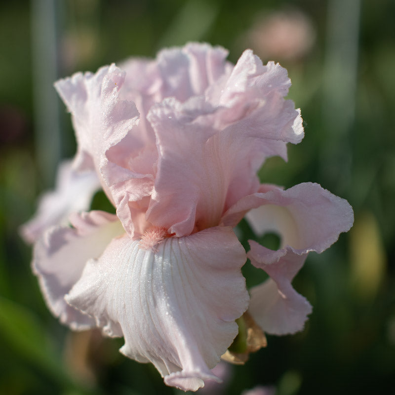 アイカツフレンズ シャンデリアピンク アイカツフレンズ シャンデリア