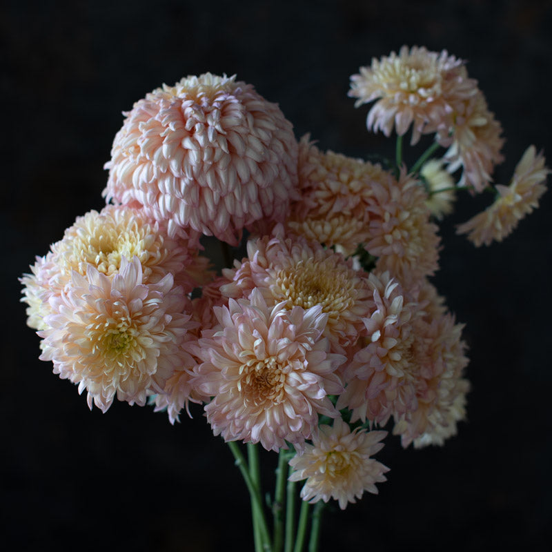 Chrysanthemum Peach Courtier – Floret Library