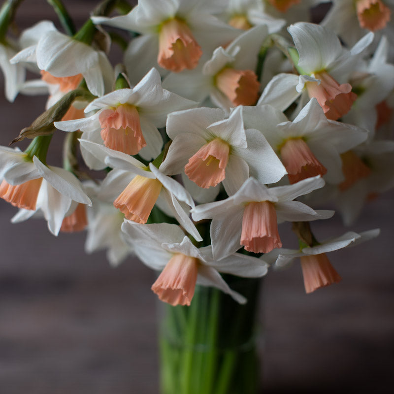 Narcissus Cha Cha Floret Library