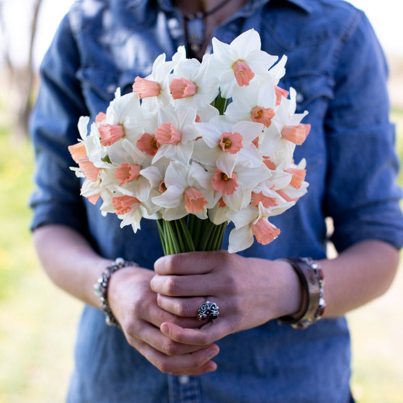 Narcissus Cha Cha Floret Library