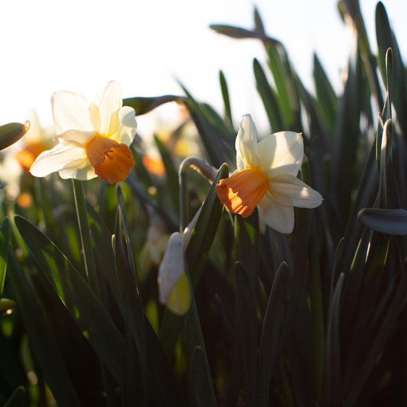 Daffodils & Narcissus – Floret Library