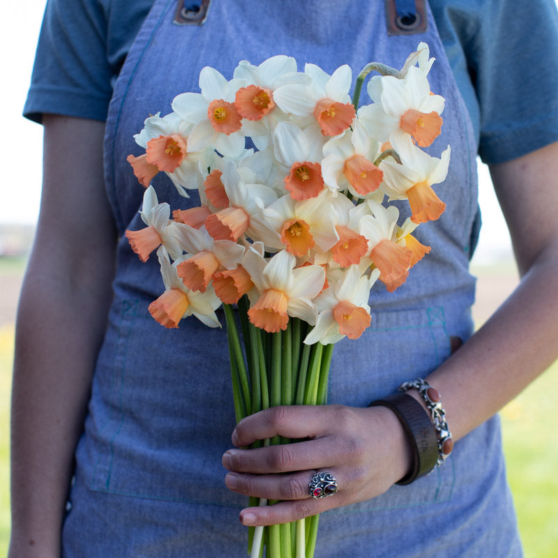 Narcissus Iwona – Floret Library