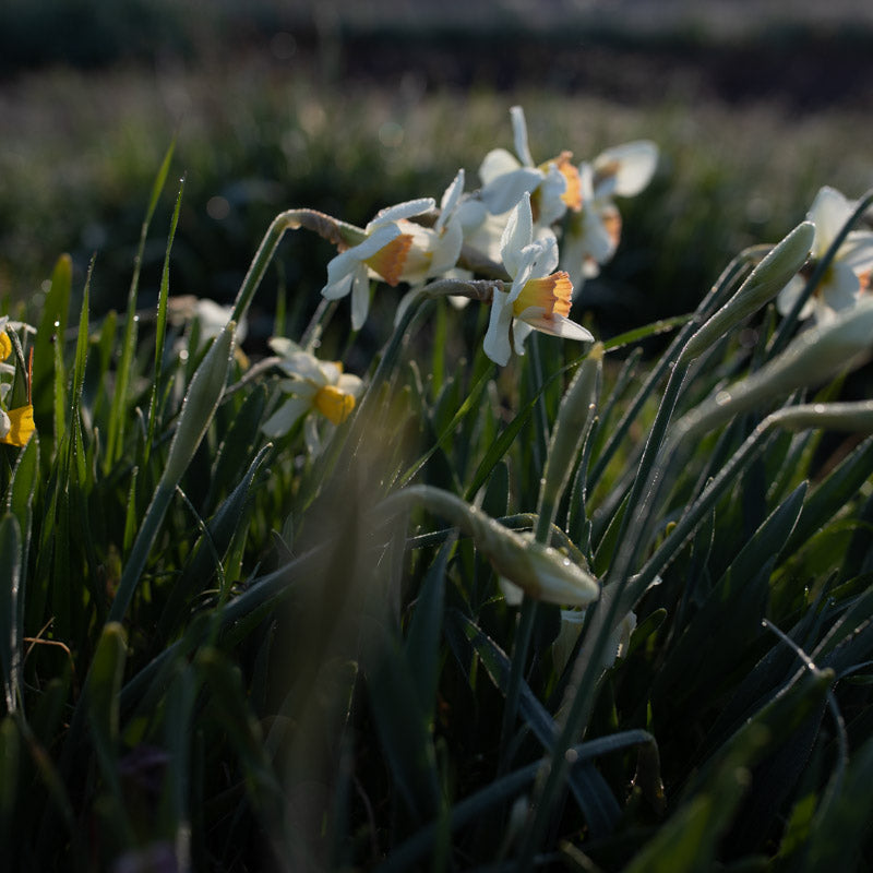 Narcissus Passionale Floret Library