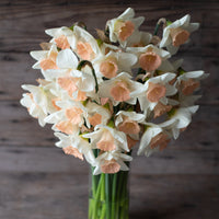 A bouquet of Narcissus Passionale