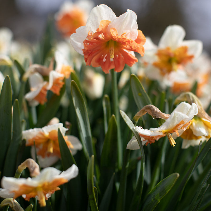 Floret-library-daffodil-shrike