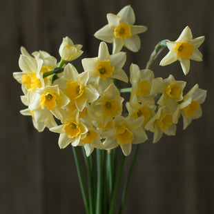 A close up of Narcissus Sweet Love